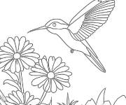 Coloriage Colibri des pr&eacute;s