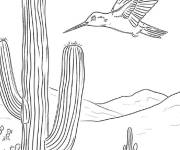 Coloriage Colibri des terres arides