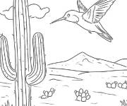 Coloriage Colibri du d&eacute;sert