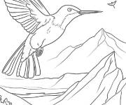 Coloriage Colibri du sommet