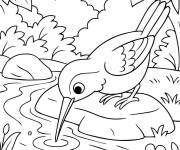 Coloriage Colibri en buvant de l'eau