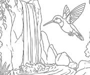 Coloriage Colibri en cascade dans la foret