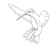 Coloriage Colibri en contour adorable