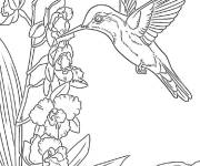 Coloriage Colibri en fleur au crayon de couleur