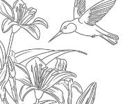 Coloriage Colibri en floraison
