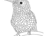 Coloriage Colibri en joli plumage