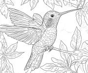 Coloriage Colibri en mission dans la foret