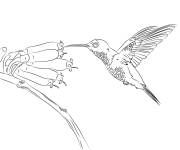 Coloriage Colibri en nourriture