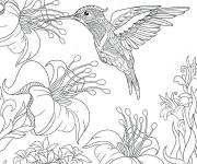 Coloriage Colibri en peinture zentangle