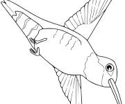 Coloriage Colibri en plong&eacute;