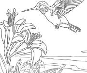 Coloriage Colibri en qu&ecirc;te de nectar