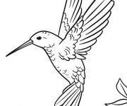 Coloriage Colibri en vol avec les ailes d&eacute;ploy&eacute;es