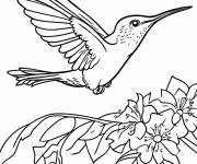 Coloriage Colibri en vol pour petits