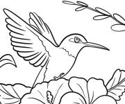 Coloriage Colibri entour&eacute; de fleurs tropicales