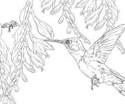 Coloriage Colibri et abeille &agrave; la nourriture