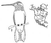 Coloriage Colibri et carte g&eacute;ographique