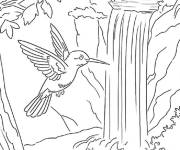 Coloriage Colibri et cascade &eacute;claboussant