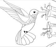 Coloriage Colibri et fleur