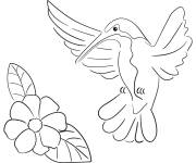 Coloriage Colibri et fleur facile