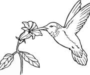 Coloriage Colibri et fleur imprimable