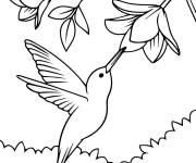 Coloriage Colibri et la beaut&eacute; de la nature
