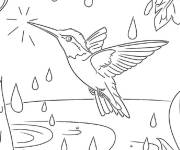 Coloriage Colibri et le climat pluvieux