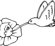 Coloriage Colibri et le nectre de fleur