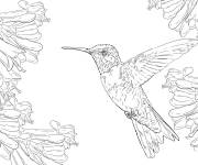 Coloriage Colibri et nectre qui lui entoure