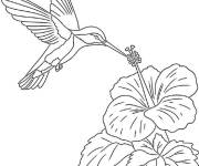 Coloriage Colibri exotique