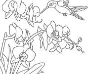 Coloriage Colibri exotique au crayon