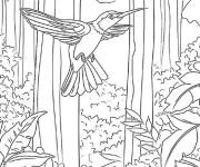 Coloriage Colibri feuillu