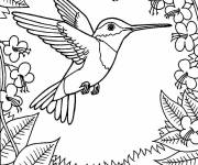 Coloriage Colibri fleuri