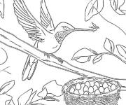 Coloriage Colibri gardien de nid