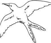 Coloriage Colibri hirondelle &agrave; impri