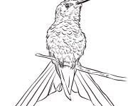 Coloriage Colibri hirondelle perch&eacute;