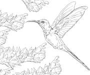 Coloriage Colibri hirondelle r&eacute;aliste