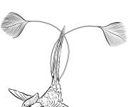 Coloriage Colibri Loddig&eacute;sie
