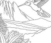 Coloriage Colibri montagneux