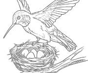 Coloriage Colibri nicheur