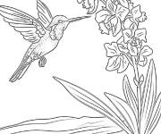 Coloriage Colibri orchid&eacute;e