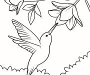 Coloriage Colibri par une journ&eacute;e ensoleill&eacute;e
