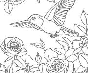 Coloriage Colibri parfum&eacute;