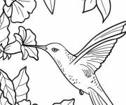 Coloriage Colibri parmi les fleurs