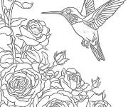 Coloriage Colibri parmi les roses
