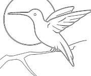 Coloriage Colibri pendant la nuit &eacute;clair&eacute;e