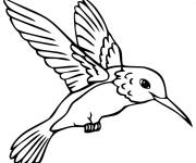 Coloriage Colibri perch&eacute; en couleurs