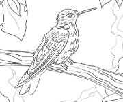 Coloriage Colibri perch&eacute; stylis&eacute;