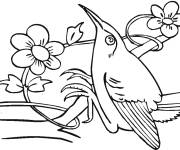 Coloriage Colibri perch&eacute; sur une branche