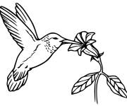 Coloriage Colibri perch&eacute; sur une fleur