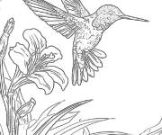 Coloriage Colibri planant